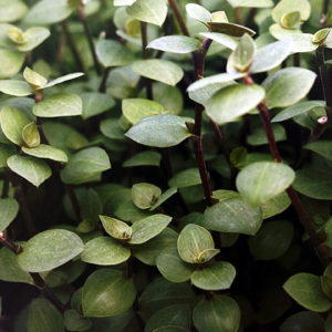 Des plantes d’ornement, mais pas seulement : image à la une