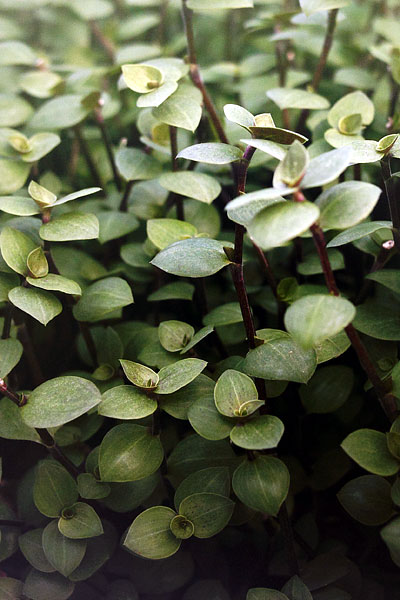 Callisia repens