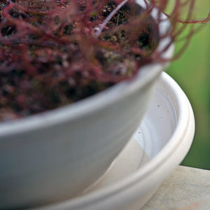 Peut-on arroser les plantes carnivores par le dessus ? : image à la une
