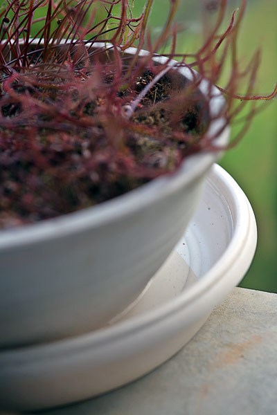 Plante carnivore sur soucoupe