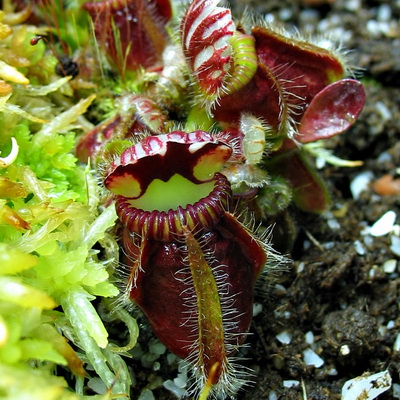 Cephalotus follicularis