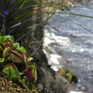 Cephalotus follicularis dans son milieu naturel : image à la une