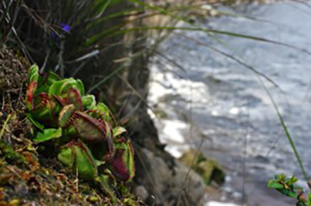 Cephalotus follicularis dans son milieu naturel (Photo © Martin Hingst)