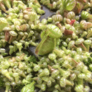 Cephalotus