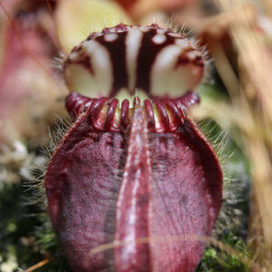 Le semis de Cephalotus : image à la une