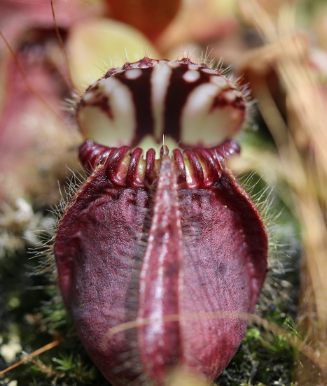 Tout savoir sur le délicat semis des Cephalotus