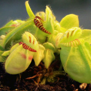 Quelle exposition pour vos plantes carnivores ? : image à la une
