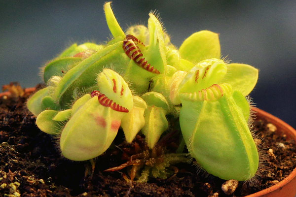 Cephalotus follicularis cultivé à l'abri du soleil