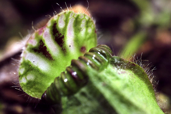 Piège de Cephalotus follicularis - les bandes translucides sont bien visibles sur l'opercule