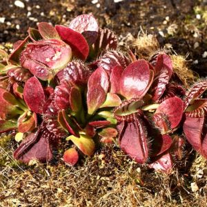 Effet visible du froid sur les plantes carnivores : image à la une