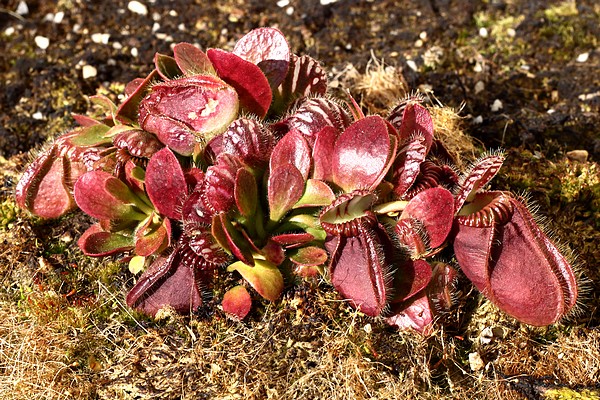 Cephalotus follicularis rouge