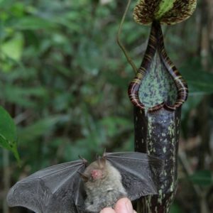 La symbiose entre les Nepenthes et les chauves-souris : image à la une