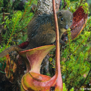Plantes carnivores en danger : une action est possible : image à la une
