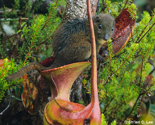 Cette prise de vue du photographe naturaliste Ch’ien Lee est une illustration parfaite de la relation qui lie certains animaux et plantes carnivores. Ici, un petit mammifère du genre Scandentia se nourrit des sécrétions de l’opercule de l’urne d’un Nepenthes lowii, tandis que les déjections de l’animal tombent à l’intérieur de celle-ci. D’une part la plante y puise des nutriments, et d’autre part cela limite la prolifération des parasites car les fèces ne sont pas disséminées dans la nature. On imagine le déséquilibre qu’engendrerait la disparition de cette plante carnivore.