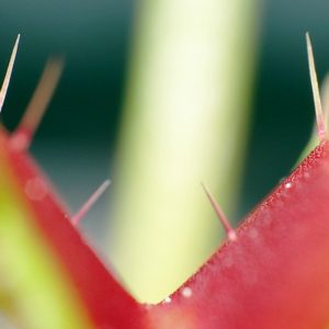 Piège de dionée qui ne réagit pas : pourquoi ? : image à la une