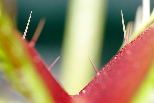 Dionaea avec ses cils sensitifs
