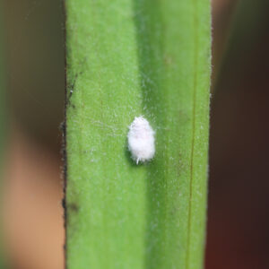 La cochenille farineuse : un redoutable ennemi pour vos plantes : image à la une