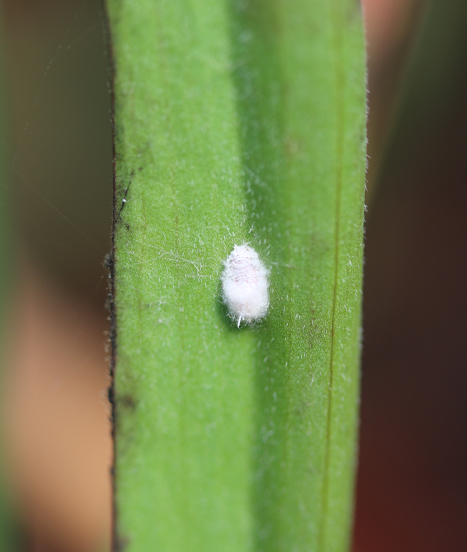 La cochenille farineuse est un ennemi juré des plantes d'intérieur