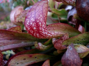 Cochenilles à carapace sur Sarracenia psittacina. Photo : Frédéric Berthe