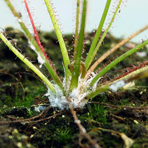 Cochenilles farineuses sur Drosera : image à la une