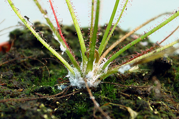 Cochenilles farineuses sur Drosera filiformis