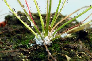 Cochenilles farineuses sur Drosera filiformis