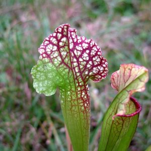 Influence du soleil sur la coloration des feuilles : image à la une