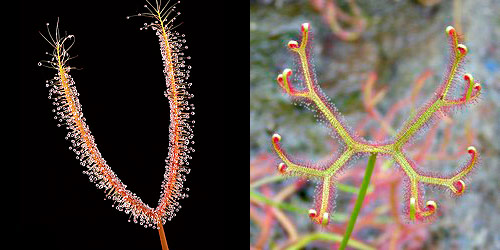 Drosera binata f. binata (fourche simple) et Drosera binata f. multifida (fourches composées)