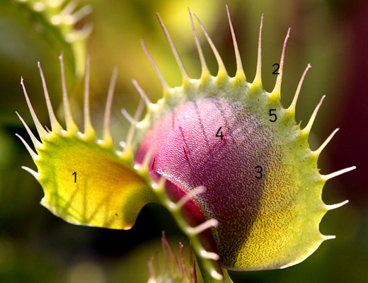 Piège de Dionaea muscipula