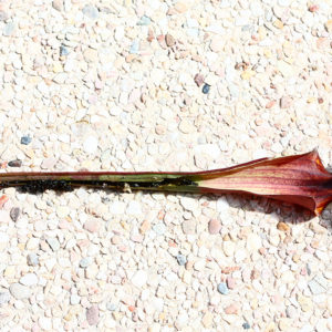 Observation : contenu d’une urne de Sarracenia : image à la une