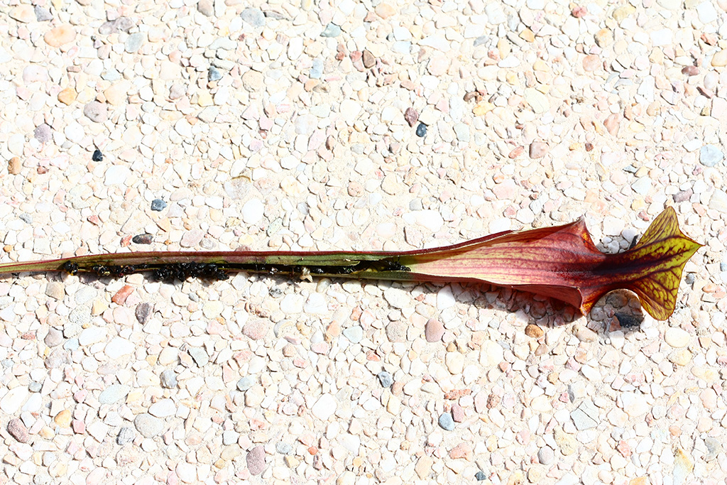 Contenu d'une urne de Sarracenia