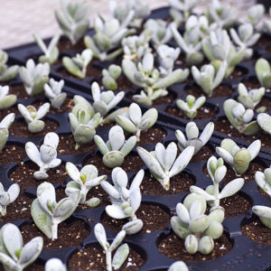 Boutures de plantes succulentes : image à la une