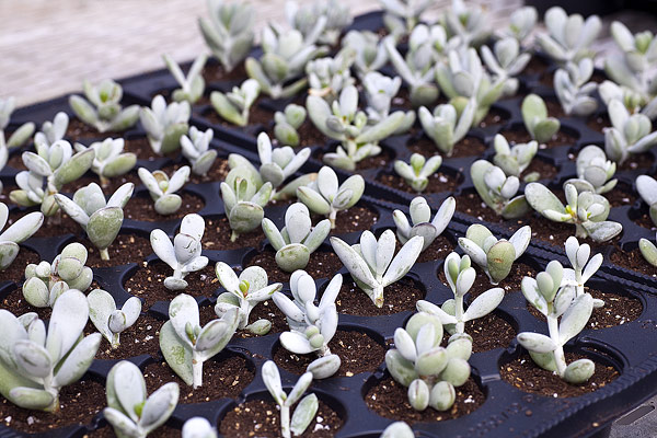 Boutures de Cotyledon orbiculata 'Oophylla'