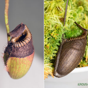 Couper une urne de Nepenthes au bon moment : image à la une