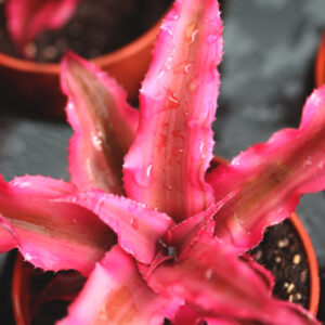 Cryptanthus
