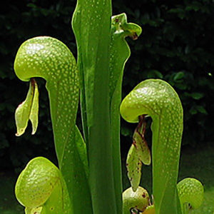 Darlingtonia californica : image à la une