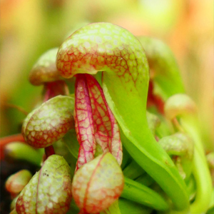 Darlingtonia