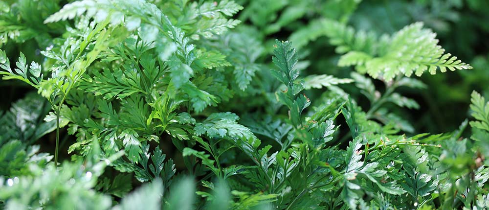 Feuilles de Davallia canariensis ou fougère patte de lapin