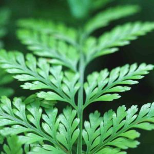 À la découverte de la Davallia Canariensis : Une Fougère Unique : image à la une