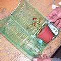 Plante carnivore envoyée en pot dans une coque protectrice