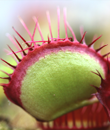 Mécanismes de digestion chez les plantes carnivores