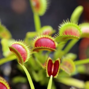 Dionaea