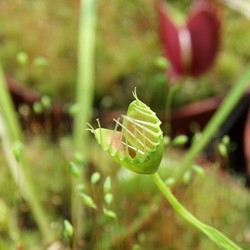 Dionaea funnel trap