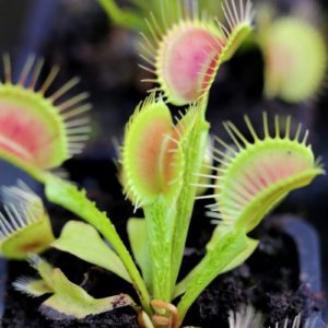 Dionaea