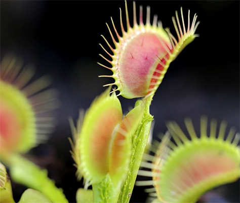 Dionaea Trichtefalle ou dionaea funnel trap : Image à la une