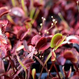 Dionaea