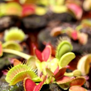 Dionaea