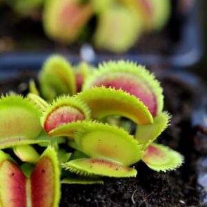 Dionaea