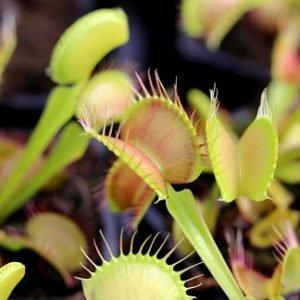 Qu’est-ce qu’une plante carnivore ? : image à la une