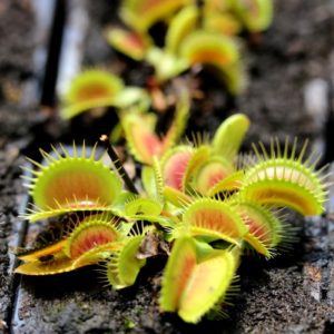 Dionaea
